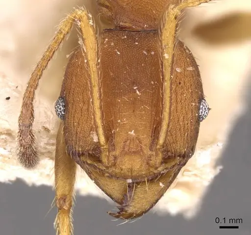 Pheidole lutzi - CASENT0908192