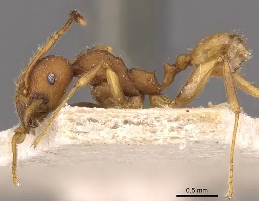 Pheidole lutzi - CASENT0908192