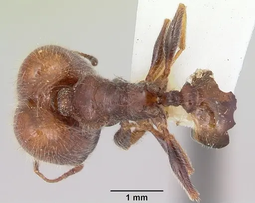 Pheidole macclendoni specimen