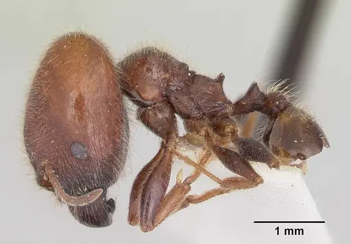 Pheidole macclendoni specimen