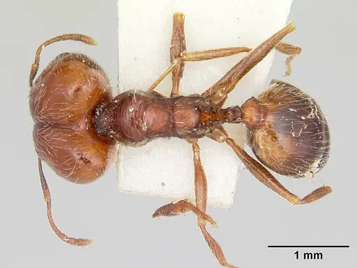 Pheidole macclendoni - CASENT0103470