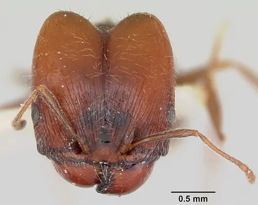 Pheidole macclendoni - CASENT0103470