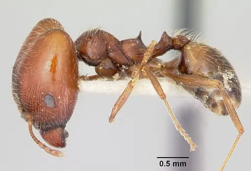 Pheidole macclendoni - CASENT0103470