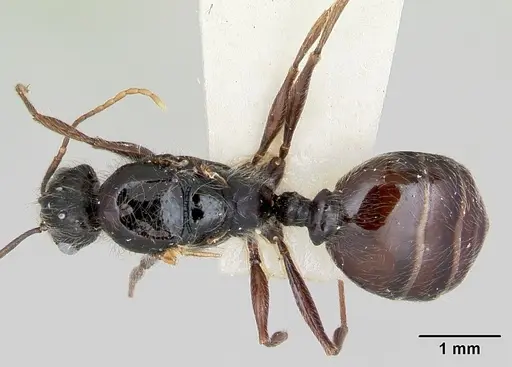 Pheidole macclendoni - CASENT0103471