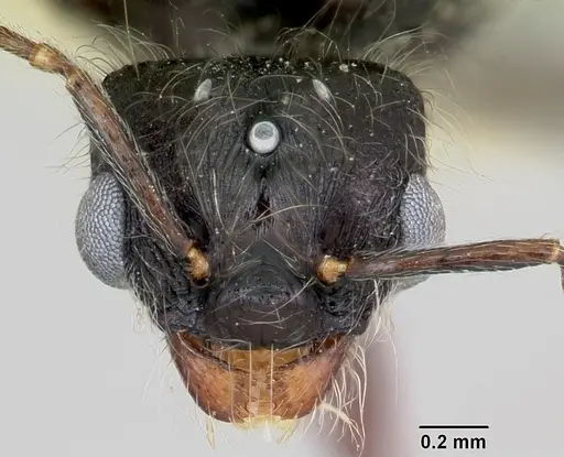 Pheidole macclendoni - CASENT0103471