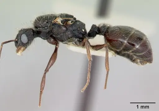 Pheidole macclendoni - CASENT0103471