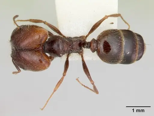 Pheidole macclendoni - CASENT0103473