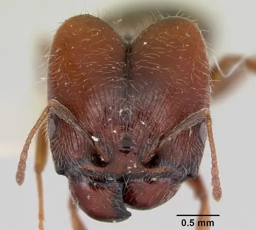 Pheidole macclendoni - CASENT0103473