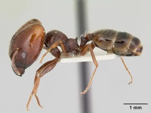 Pheidole macclendoni - CASENT0103473