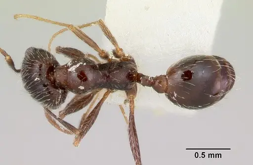 Pheidole macclendoni - CASENT0103474