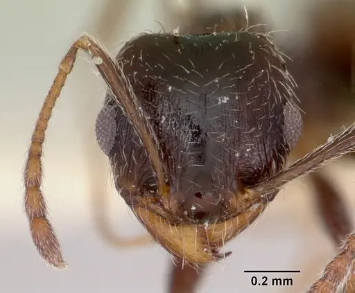 Pheidole macclendoni - CASENT0103474