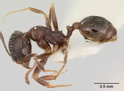 Pheidole macclendoni - CASENT0103474