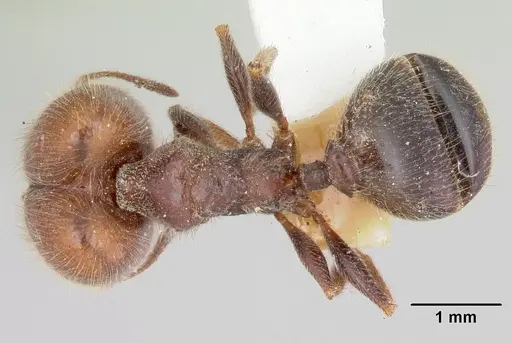 Pheidole macclendoni - CASENT0103475