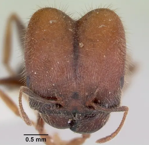 Pheidole macclendoni - CASENT0103475