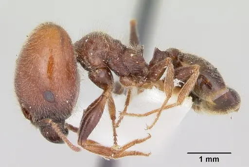 Pheidole macclendoni - CASENT0103475