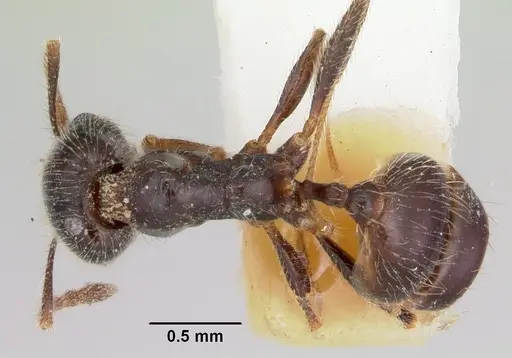 Pheidole macclendoni - CASENT0103476