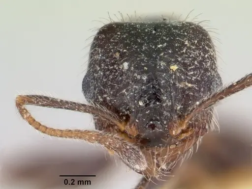 Pheidole macclendoni - CASENT0103476