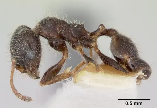 Pheidole macclendoni - CASENT0103476