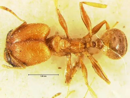 Pheidole macclendoni - CASENT0105648