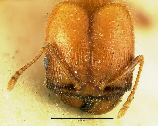 Pheidole macclendoni - CASENT0105648