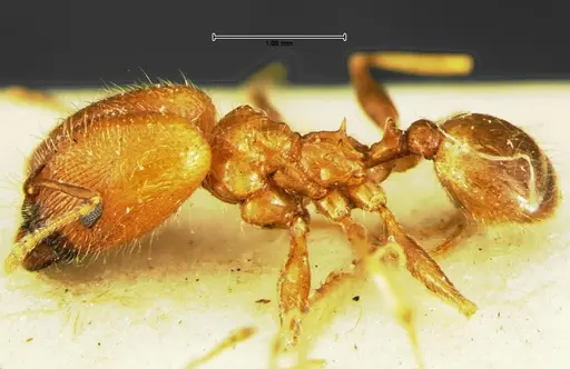 Pheidole macclendoni - CASENT0105648
