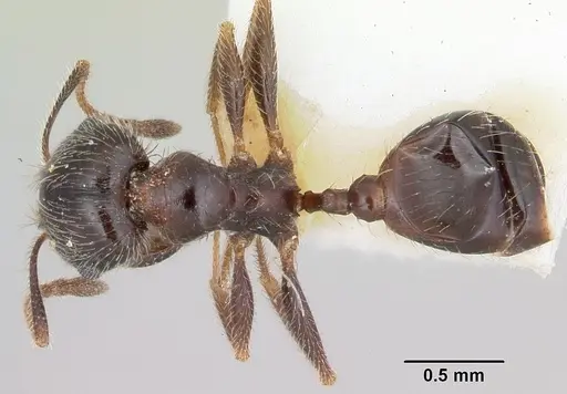 Pheidole macclendoni - CASENT0172622