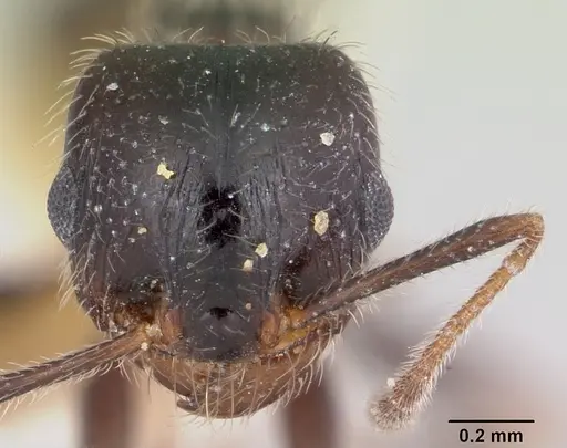 Pheidole macclendoni - CASENT0172622
