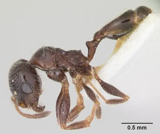 Pheidole macclendoni - CASENT0172622