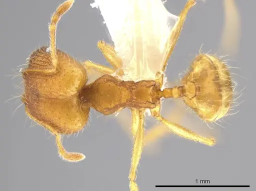 Pheidole machaquila specimen