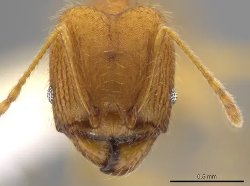 Pheidole machaquila specimen