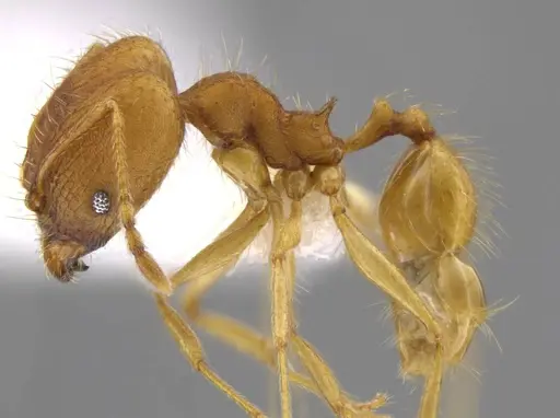 Pheidole machaquila specimen