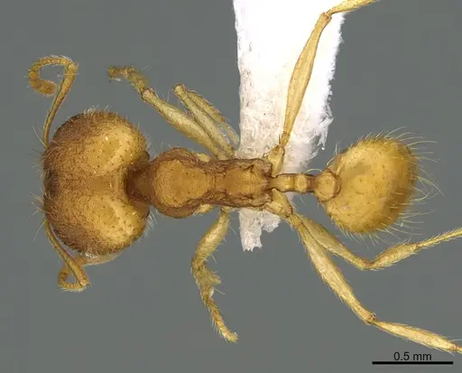 Pheidole machaquila - CASENT0614274