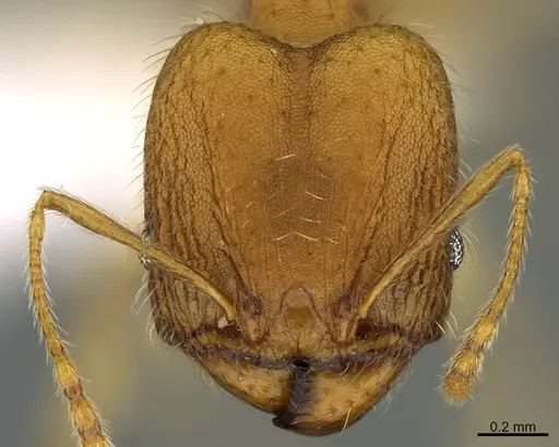 Pheidole machaquila - CASENT0614274