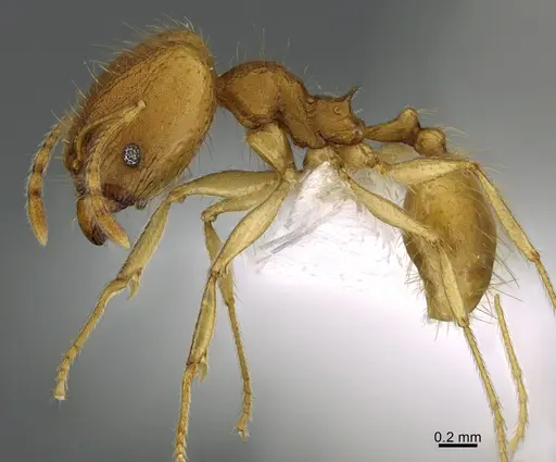 Pheidole machaquila - CASENT0614274