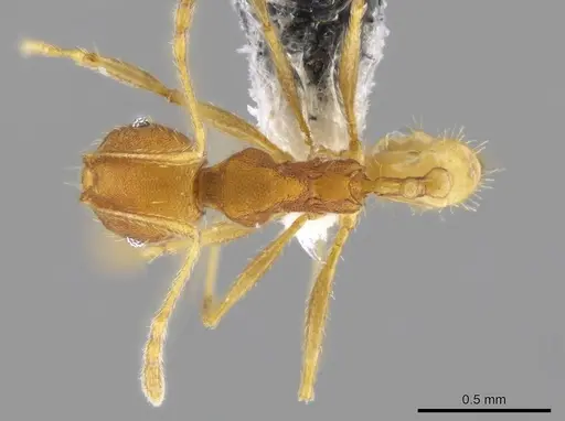 Pheidole machaquila - CASENT0614275