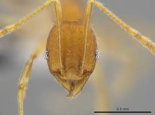 Pheidole machaquila - CASENT0614275
