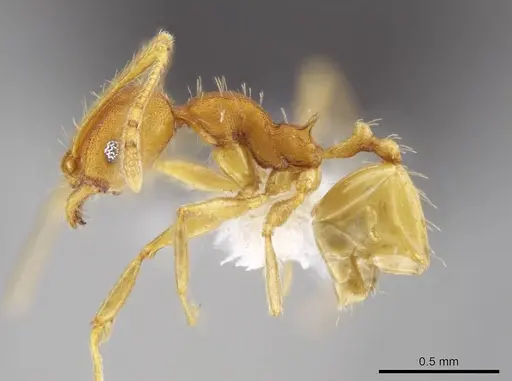 Pheidole machaquila - CASENT0614275