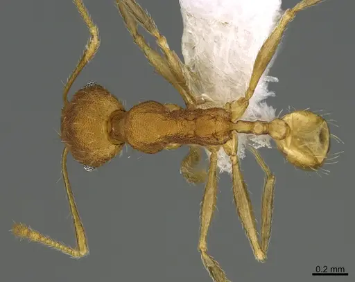 Pheidole machaquila - CASENT0614276