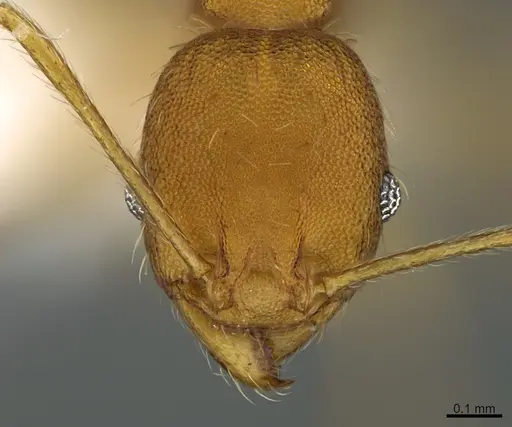 Pheidole machaquila - CASENT0614276