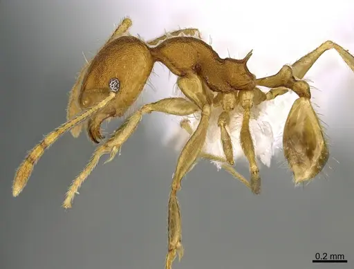 Pheidole machaquila - CASENT0614276