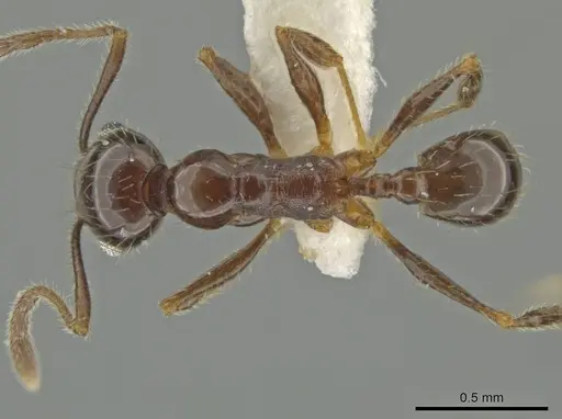 Pheidole machetula specimen