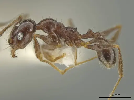 Pheidole machetula specimen