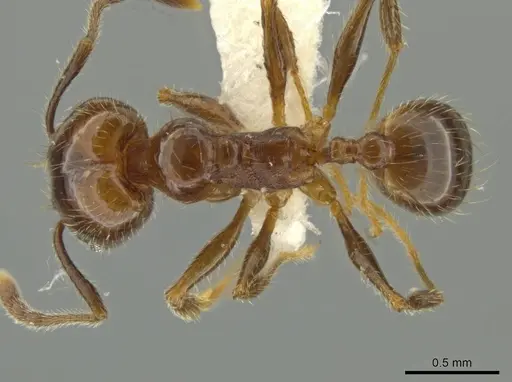 Pheidole machetula - JTLC000016442