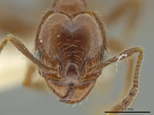 Pheidole machetula - JTLC000016442