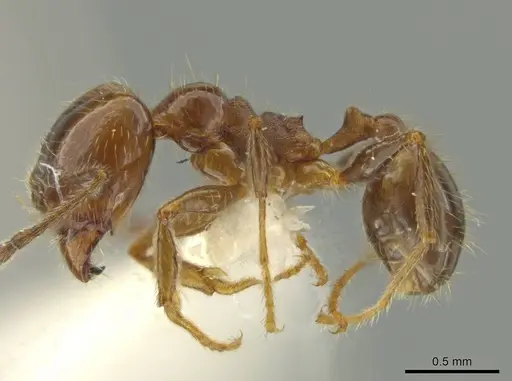 Pheidole machetula - JTLC000016442