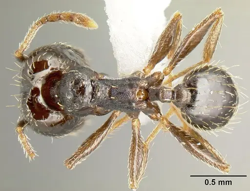 Pheidole mackayi specimen