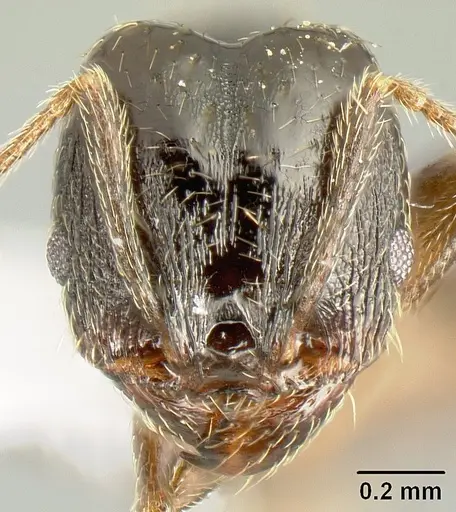 Pheidole mackayi specimen
