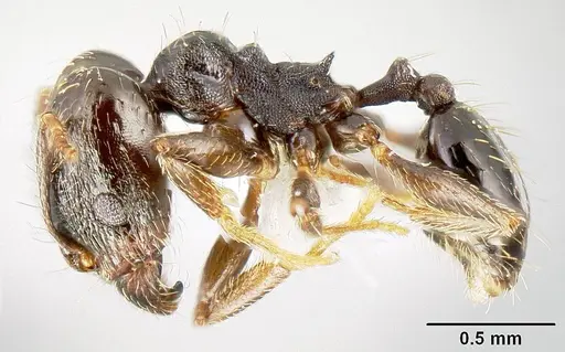 Pheidole mackayi specimen