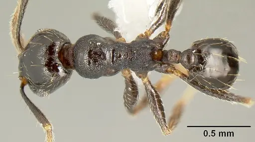 Pheidole mackayi - JTLC000007340