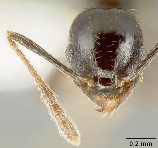 Pheidole mackayi - JTLC000007340